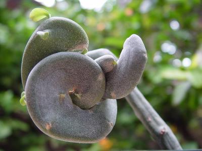 Corkscrew Succulent by Richard Rehkemper