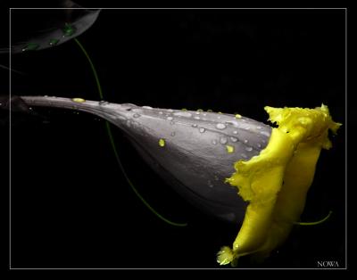 Growing In The Night by irish_eye
