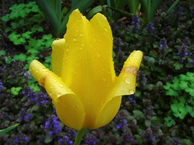yellow tulipHarry Behret