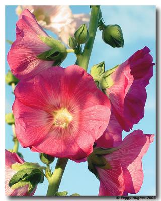 u27/stfchallenge/medium/16476548.hollyhock.jpg