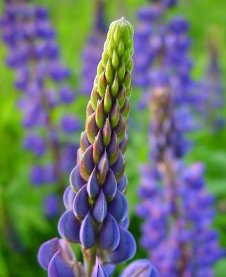 <B>Lupine</b><br>by Willem