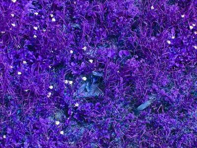 The Green, er... Purple Grass of Home  *by JaimeZX