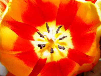 Tulip *by JaimeZX