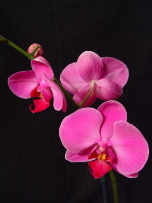 Pink Orchid Trio by Lisafx