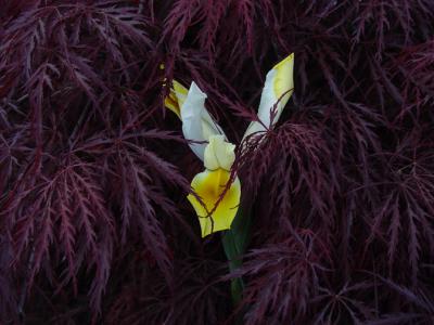 Iris and Maple by Arvin Chaikin