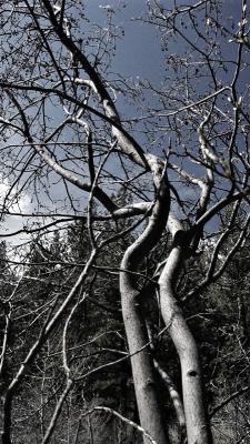 Sinuous Serviceberry*  by mlynn