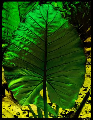 Elephant Ear    by irish_eye