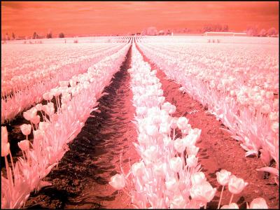 Infrared Tulips    By Dave McMillan*