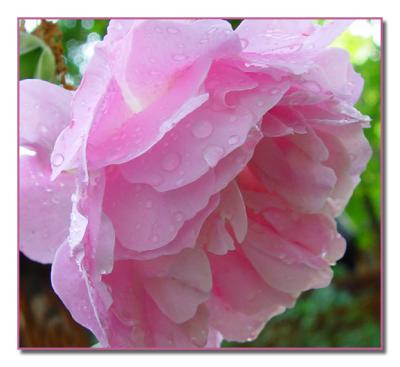 Raindrops on Roses by Faye White