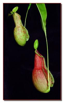 Nepenthes Coccinea by Faye White