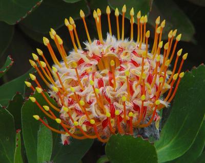 HAPPY BIRTHDAY !(Hawaii Gold Pincusion Protea)by kudbegud