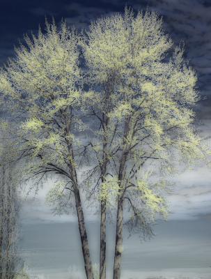 The Diffused Tree (infrared)by Krymedogg