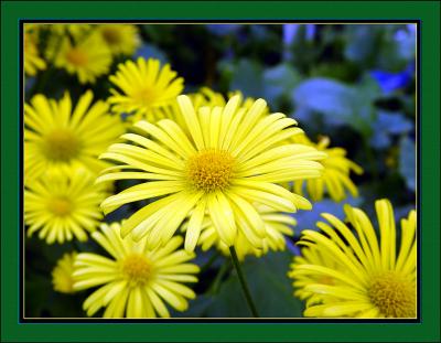 Yellow by Saf1