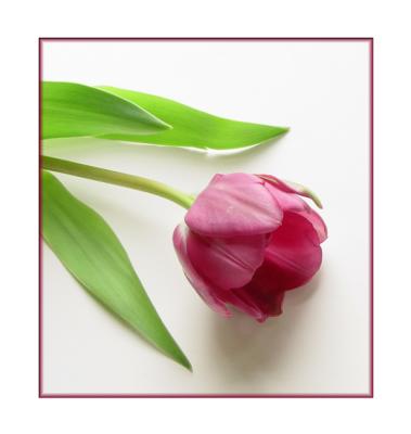 u27/stfchallenge/medium/16705667.tulip.jpg