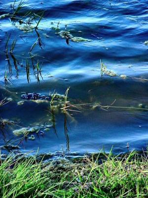 water plantsby Antonio J.