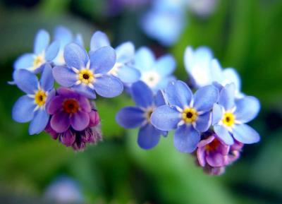 Forget me not *  by Carrie Woeck