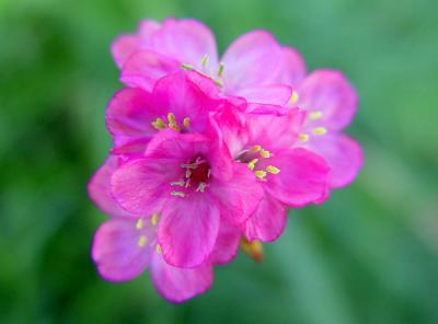 Pretty in Pink*  by Carrie Woeck