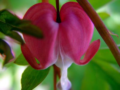 Bleeding heart*  by Carrie Woeck