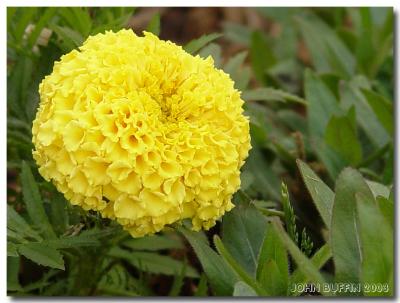 Old Yeller'by Johnny B.