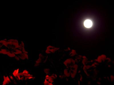 Moonlight Sonata by JoeSchmoe