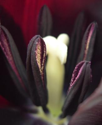 Tulip by vera