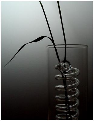 spiral of lifeby bezucho