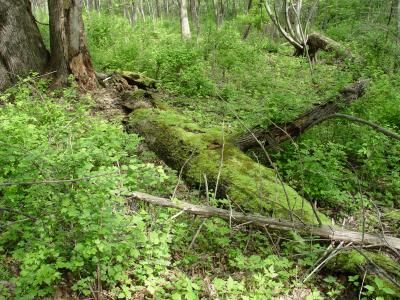 Moss on old log           by bigwad