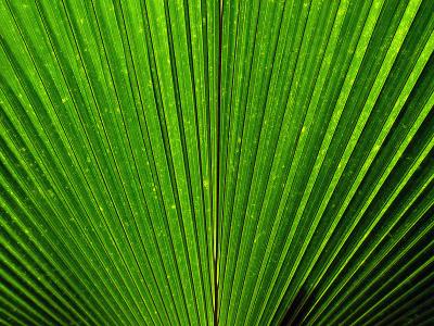 Green Fan by  Carlos Chacon