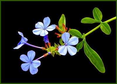 Little blue flowers*--Boris Sidis