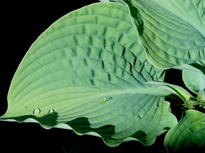 Leaves with Shadows*by Ann Chaikin