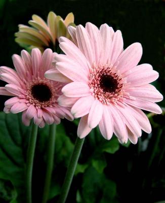 Couple by Antoine