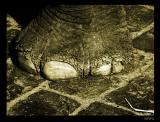 Big Foot    by irish_eye