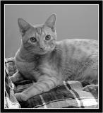 Tartan Kitty<br>by Deb