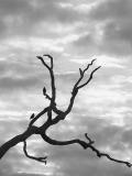 <B>Tree at Sunset</B><BR><FONT size=2>by thekoala</FONT>