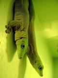 <b>Green Guys</b><font size=2><br><a href=http://www.pbase.com/dbentley707>by Douglas Bentley</a></font>