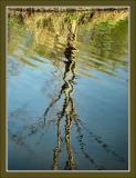 <B>Rippled Reflection</b><br><font size=1>by Bev Brink</font>