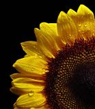 <b>Much To Dew</b><br>by Mark J