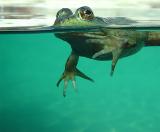 <b>Its Not Easy Being Green</b> <br>by John Forish
