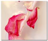 <B></p><FONT size=2>The Remains of Love</B><BR><FONT size=1>LanceD</FONT>