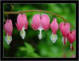 2nd<br><b>Bleeding Heart*</b><br><font size=1>by Bev Brink</font>
