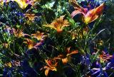 FlowerSandwich2... cUrVe