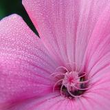 10th (tie)<br>Dewdrops by canadian_ann