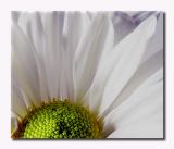 Daisy Macro by Roberta F.