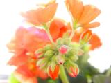 <b>Morning Light</b><br><font size=2>by JoeSchmoe</font>
