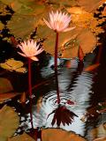 10th (tie)<br><b>sunset lillies</b><br><font size=2>by Klaus Wiese</font>