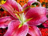 <B>*Feast of Color</B>
