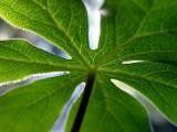 <B>Mayapple Plant</B><br>by<br><B>Bill Borne