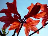 Looking Up by Bluto