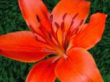 <B>Whats up Tiger Lily?<?B> *