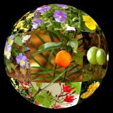 Our garden by KY